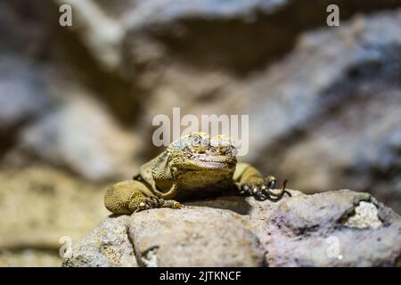 The lizard (latin name Sauromalus obesus) on the rock. Detail of reptile animal. Stock Photo