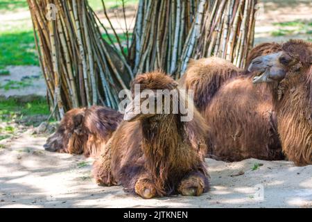 Camel (latin name Camelus bactrianus) is lying on the dirt ground. Animal coming from steppe desert. Stock Photo