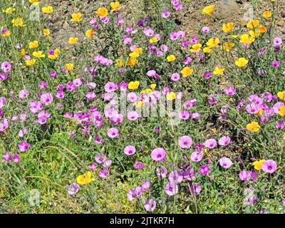A meadow on the roadside in Tenerife with Californian opium poppy 'Escholtzia california' and the marshmallow-leaved bindweed 'Convolvulus althaeoides Stock Photo