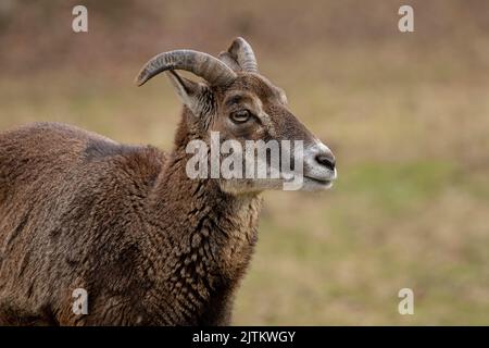 Mouflon portrait; deer portrait; wild sheep portrait; sheep; Mouflon; Ovis aries musimon; European Mouflon Wildgehege, Moritzburg, Germany Stock Photo
