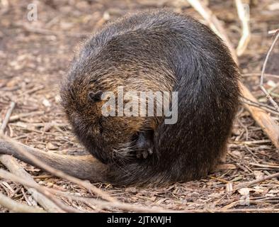 Large beaver on a river bank sitting on a rock; Male coypu Nutria near water; big rat from Germany; Nutria from Europe; coypu from Moritzburg Stock Photo