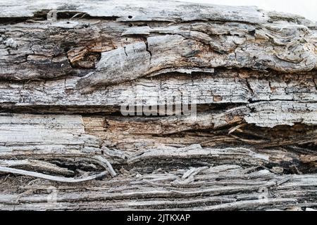 Decayed log texture. Grey of color, rotten, dry, with pieces falling off. Close up. Stock Photo