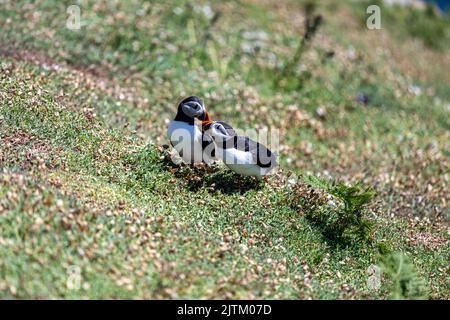 kissing during mating season, Atlantic puffin (Fratercula arctica), Skomer Island, Pembrokeshire,, Wales, UK Stock Photo