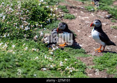 kissing during mating season, Atlantic puffin (Fratercula arctica), Skomer Island, Pembrokeshire,, Wales, UK Stock Photo