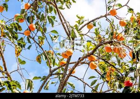 Manilkara kauki is a plant in the subfamily Sapotoideae, and the tribe Sapoteae of the family Sapotaceae; and is the type species for the genus Manilk Stock Photo