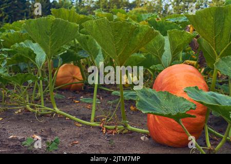 Pumpkins growing on field. High quality photo Stock Photo
