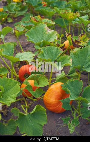 Orange Pumpkins growing on field. High quality photo Stock Photo