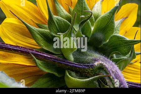 A closeup shot of a sunflower from behind with big fuzzy leaves Stock Photo