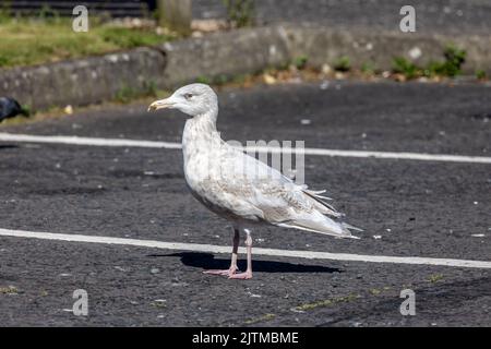 Glaucous Gull (Larus hyperboreus) - Laridae.  3rd calendar year bird.  Coleraine, County Londonderry, Northern Ireland.  August 2022 Stock Photo