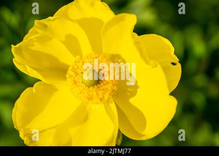 A Persian buttercup blooming in the garden Stock Photo