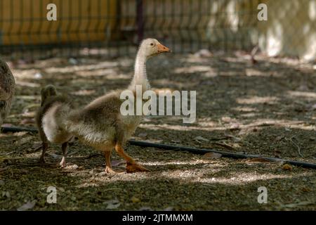 Geese goslings in the garden. Stock Photo