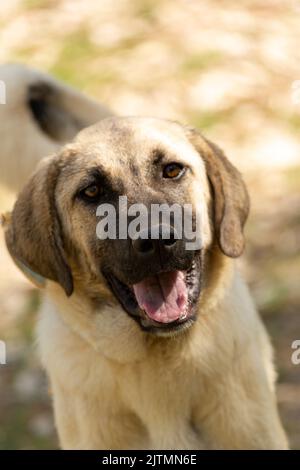 World famous Sivas Kangal dog, 12 years old, female puppy in Turkey Stock Photo