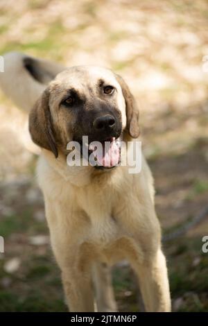 World famous Sivas Kangal dog, 12 years old, female puppy in Turkey Stock Photo