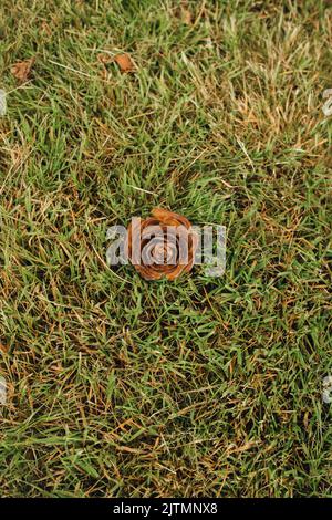 Deodar cedar rose cone on green grass Stock Photo
