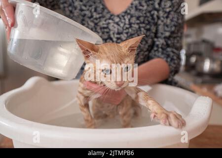 Close-up of a small light brown baby kitten being bathed by her owner in a white plastic face washer filled with water in the kitchen of her home Stock Photo