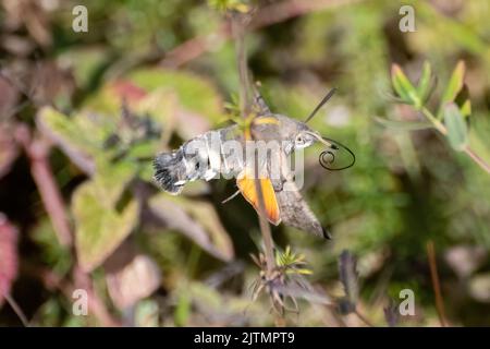 Hummingbird hawk-moth (Macroglossum stellatarum) flying between wildflowers on chalk downland, Hampshire, England, UK, during August or late summer Stock Photo