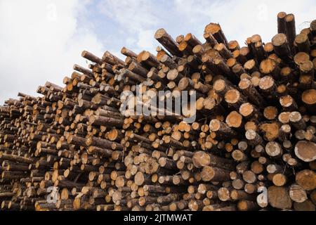 Pile of cut timber logs at a lumber mill. Stock Photo