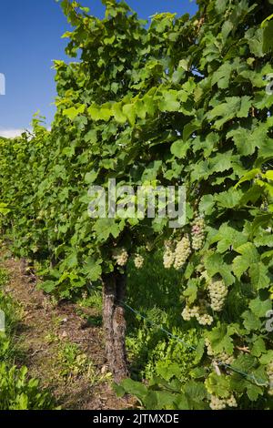 Grapevine plantation in late summer, Heilbronn, Germany. Stock Photo