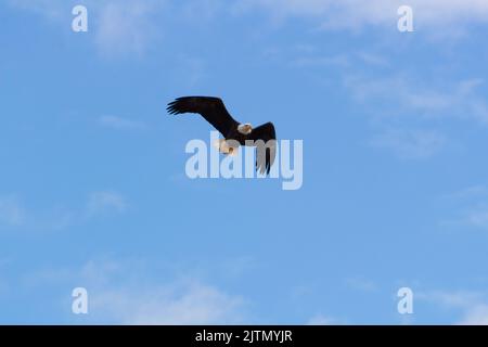A bald eagle soaring through the sky. Stock Photo