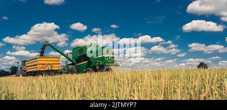 Combine harvester revolving reel harvesting wheat crops in cultivated ...