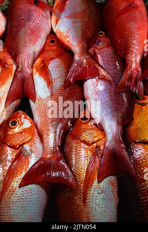 A group of mass marketable fish is called 'coral fish' in South Asia or 'imperial fish' for the purple color. Laccadive Sea Stock Photo