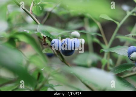 Blueberries growing in nature. Various stages of maturation. Stock Photo