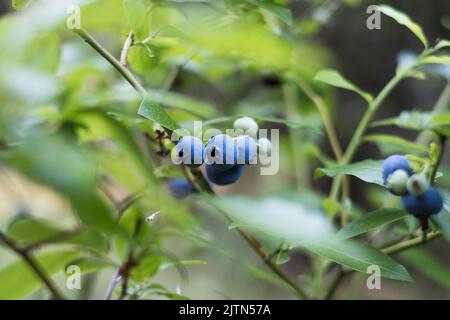 Blueberries growing in nature. Various stages of maturation. Stock Photo