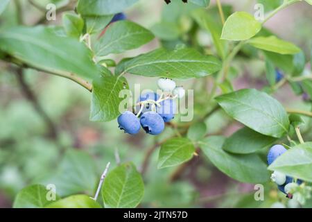 Blueberries growing in nature. Various stages of maturation. Stock Photo