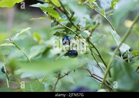 Blueberries growing in nature. Various stages of maturation. Stock Photo