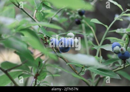 Blueberries growing in nature. Various stages of maturation. Stock Photo