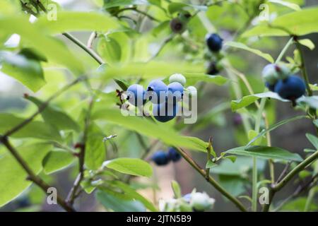 Blueberries growing in nature. Various stages of maturation. Stock Photo