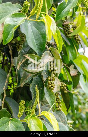 Growing unripe black pepper vine. Bedugul, Bali, Indonesia. Stock Photo