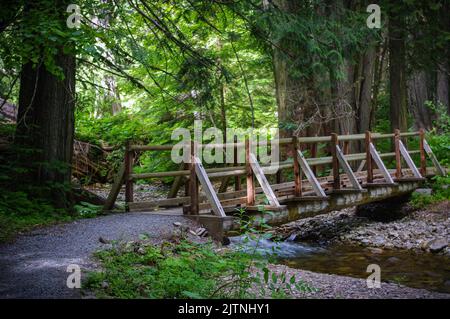 Settler's Grove of Ancient Cedars ia an Idaho National Forest located north of historic Murray in the Silver Valley Stock Photo