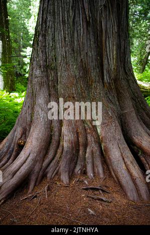 Settler's Grove of Ancient Cedars ia an Idaho National Forest located north of historic Murray in the Silver Valley Stock Photo