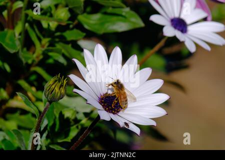 An Australian native singless bee (meliponini) collects pollen from an African daisy. This photo is a single image (not stacked or manipulated) and us Stock Photo
