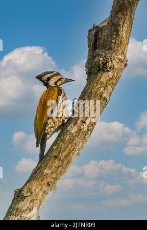 The Common Flameback (Dinopium javanense) is a medium sized woodpecker Stock Photo