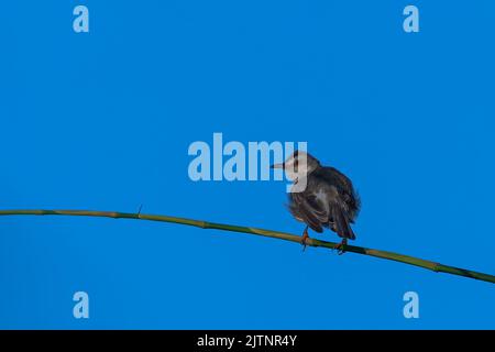 The Plain Prinia (Prinia inornata) is a small cisticolid warbler found in southeast Asia Stock Photo