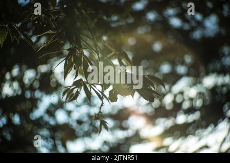Strange effects from camera lenses create sunlight. Light pants surrounding people or objects are the technology of ancient len cametra Stock Photo
