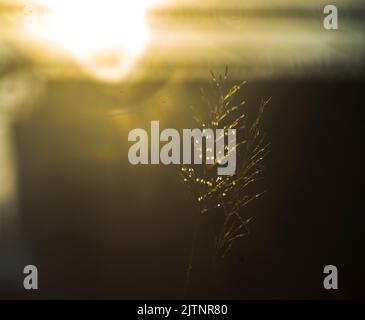 Strange effects from camera lenses create sunlight. Light pants surrounding people or objects are the technology of ancient len cametra Stock Photo