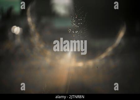 Strange effects from camera lenses create sunlight. Light pants surrounding people or objects are the technology of ancient len cametra Stock Photo