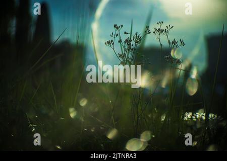 Strange effects from camera lenses create sunlight. Light pants surrounding people or objects are the technology of ancient len cametra Stock Photo