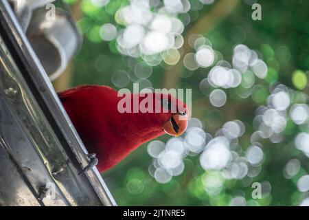 parrots of all colors are rare and extinct birds all over the world, having precious photos of them is the best thing. Stock Photo