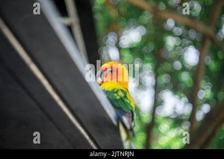 parrots of all colors are rare and extinct birds all over the world, having precious photos of them is the best thing. Stock Photo