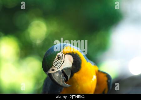 parrots of all colors are rare and extinct birds all over the world, having precious photos of them is the best thing. Stock Photo