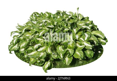 Bush of ornamental garden plant Striped Hosta isolated on  white Stock Photo