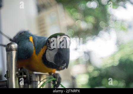 parrots of all colors are rare and extinct birds all over the world, having precious photos of them is the best thing. Stock Photo