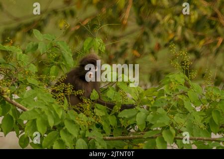 Dusky leaf Langur monkey Trachypithecus obscurus hang and eat green leaves  on the tree at Railay beach, Krabi, Thailand 8642167 Stock Photo at Vecteezy