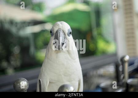 parrots of all colors are rare and extinct birds all over the world, having precious photos of them is the best thing. Stock Photo