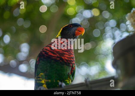 parrots of all colors are rare and extinct birds all over the world, having precious photos of them is the best thing. Stock Photo