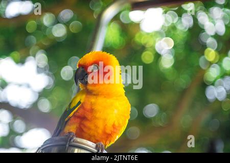 parrots of all colors are rare and extinct birds all over the world, having precious photos of them is the best thing. Stock Photo